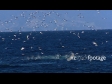 Hauraki Gulf Gannets Diving, Aerial 2704